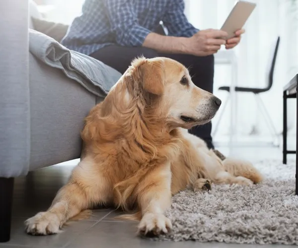 dog laying in the floor next to person