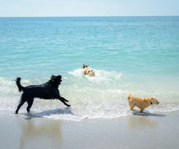 Dogs playing on the beach near Marlowe Jacaranda apartments for rent in Venice, FL, featuring someone swimming in the water.