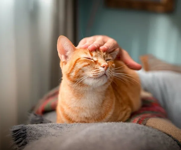 Cat getting pet on couch