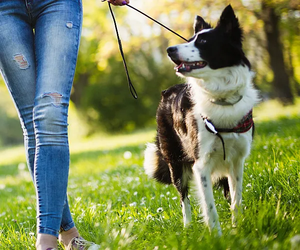 dogs welcome
