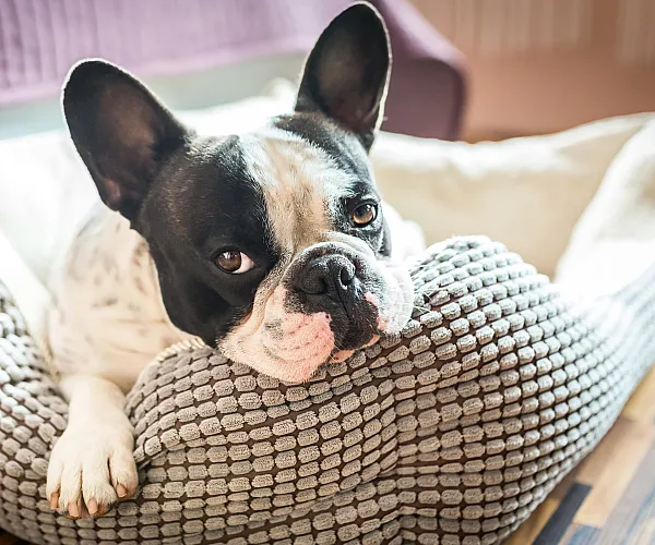 Cute dog in dog bed