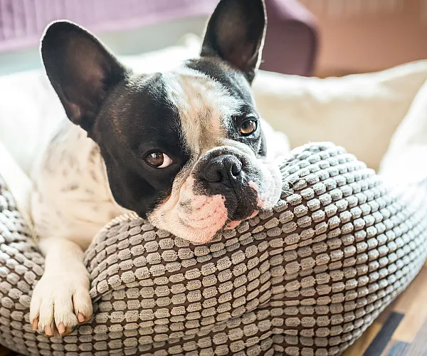 Cute dog in bed