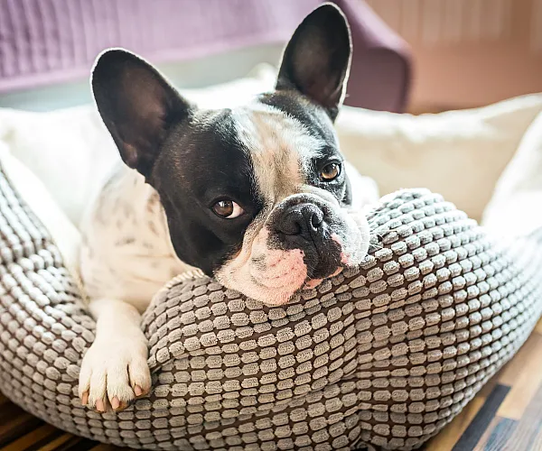 Cute dog in dog bed