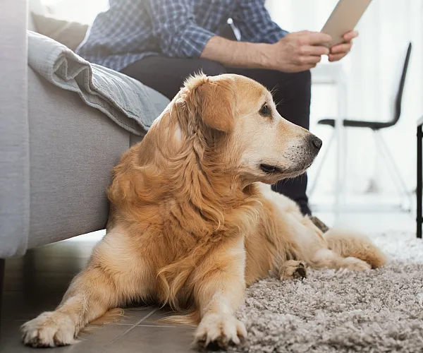 Cozy living room featuring a comfortable couch and a relaxed golden retriever on a plush rug, highlighting the pet-friendly and serene atmosphere.