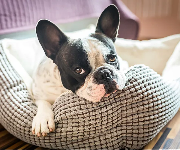 Cute dog in dog bed