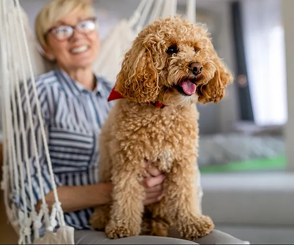 Cozy apartment living room with cheerful poodle and person enjoying a hammock chair, highlighting pet-friendly and relaxing space.