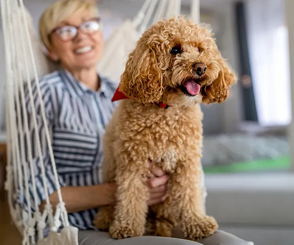 Cozy apartment scene featuring a joyful dog in a stylish hammock, bright and airy living space exuding warmth.