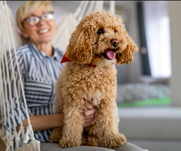Bright and cozy apartment setting with a joyful small dog on a hammock, creating a warm and inviting atmosphere.