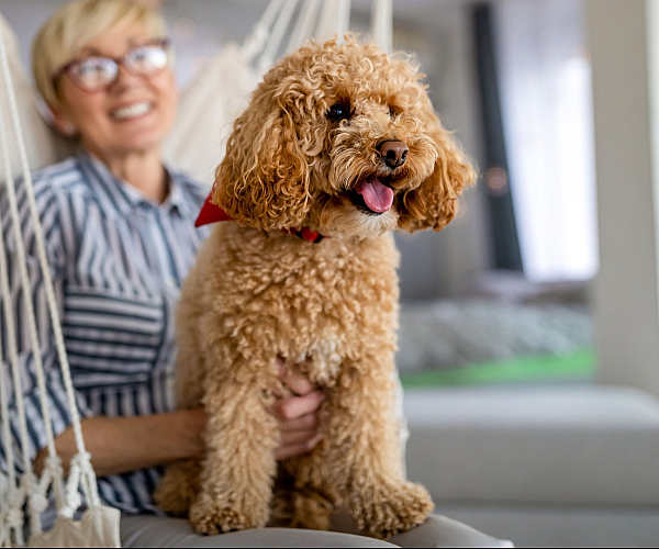 Bright, modern living room with cozy hammock and a happy, curly-haired dog wearing a red bandana, creating a warm and inviting atmosphere.