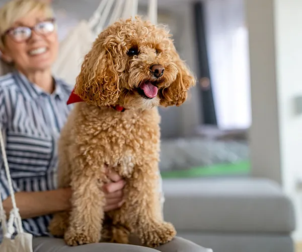 Cozy apartment setting with a joyful, curly-haired dog in a hammock, exuding warmth and comfort.