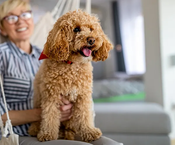 Charming apartment setting with a joyful person holding an adorable curly-haired dog, adding warmth and character to the cozy living space.