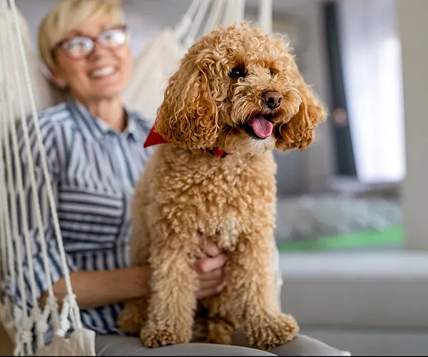 Inviting modern apartment with abundant natural light, featuring a cozy living space with a joyful woman enjoying a relaxed moment holding an adorable curly-haired dog.