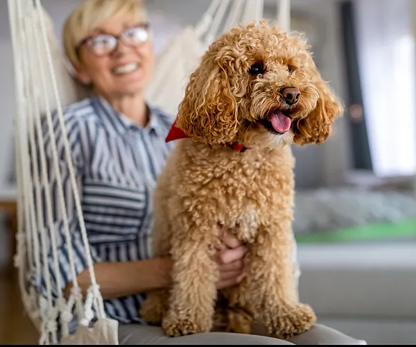 Charming apartment interior with a cozy setting, showcasing a happy poodle sitting in a modern hammock chair, exuding warmth and comfort.
