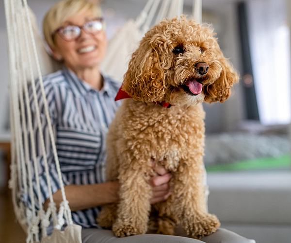 Cheerful woman in a bright apartment sitting on a hammock with an adorable, curly-haired dog wearing a red bandana.