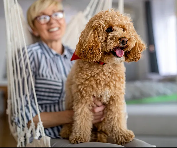 Cozy living space featuring a joyful poodle in a modern apartment setting, highlighting pet-friendly charm and comfort.