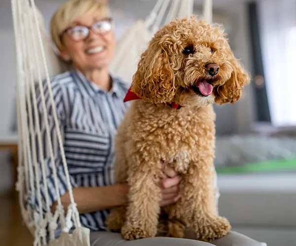 Charming curly-haired dog sitting with its owner in a modern, cozy living room setting.