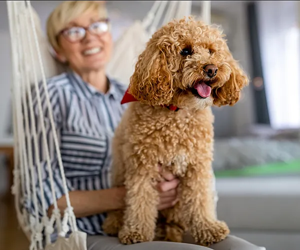Charming modern apartment interior with a cheerful woman and her fluffy, caramel-colored dog sitting in a cozy hammock chair, exuding warmth and comfort.