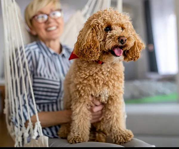 Cozy living space with a smiling golden doodle sitting on a swing chair, showcasing a warm and inviting home atmosphere.