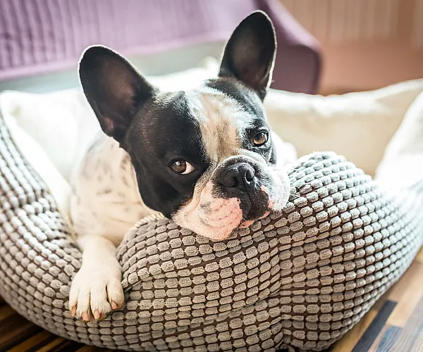 Charming French Bulldog relaxing in a cozy, textured dog bed, bathed in warm sunlight on a stylish wooden floor.