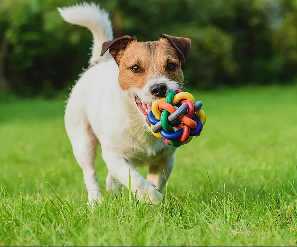Playful Jack Russell Terrier joyfully runs on lush green grass, holding a colorful toy ball.