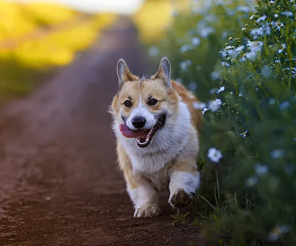 Playful corgi joyfully running along a picturesque dirt path framed by vibrant greenery and blooming white flowers.