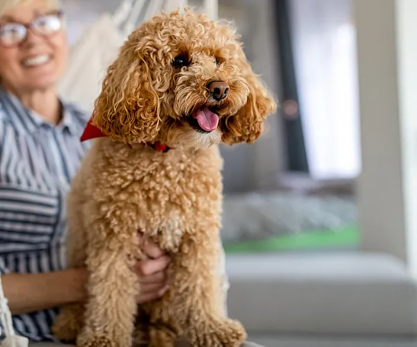 Charming indoor scene with a cheerful curly-haired dog sitting on a woman's lap in a cozy, sunlit living space.