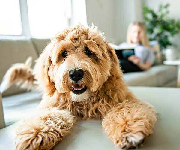 Charming apartment living room with cozy seating and a friendly dog adds an inviting touch.