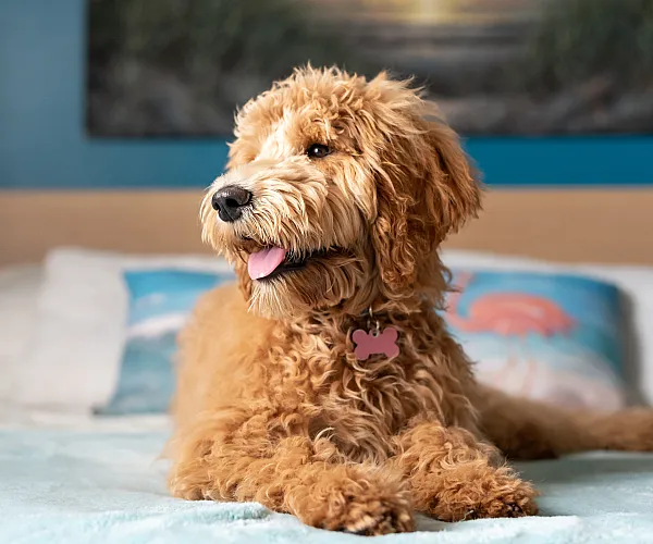 Charming curly-haired dog relaxing on a stylish bed with vibrant ocean-themed decor, exuding warmth and comfort.
