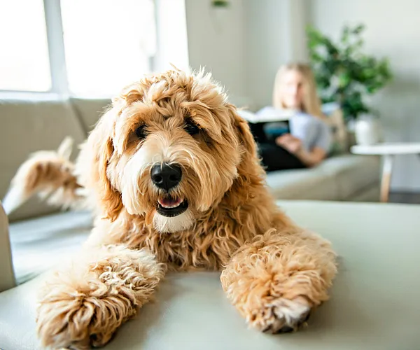 Cozy living room featuring a fluffy dog lounging on a sofa with a serene person reading in the background, creating a warm and inviting atmosphere.