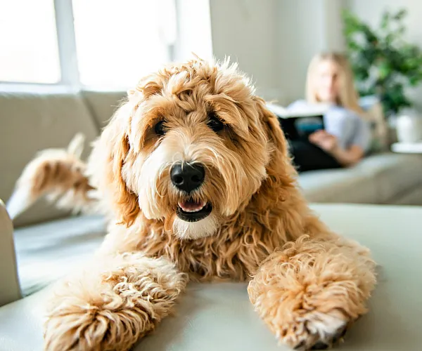 Cozy living room with a fluffy dog lounging on a sleek sofa, inviting and perfect for relaxation.