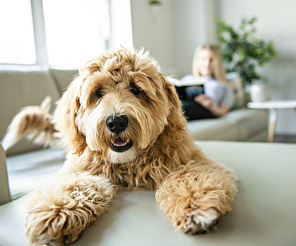 Charming apartment with a cozy living area, featuring a friendly dog on a plush sofa, bright and inviting ambiance.