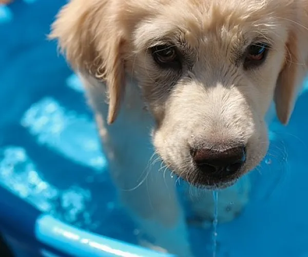 Adorable golden retriever puppy in a blue kiddie pool enjoying a sunny day.