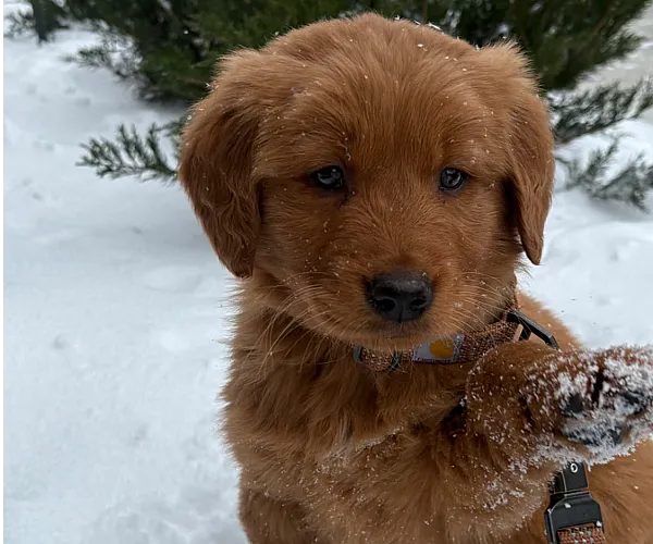 Adorable brown puppy sitting in the snow, playfully enjoying a winter day.