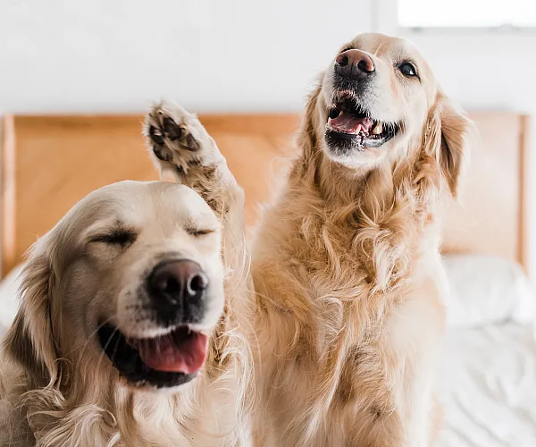 Two joyful golden retrievers playing on a cozy bed, capturing a moment of happiness and companionship in a warm and inviting home.