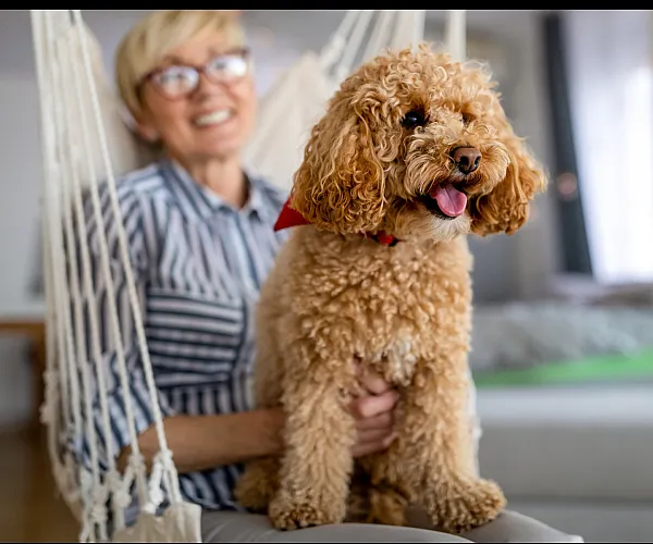 Bright and cozy living space with a joyful dog on a lap, highlighting pet-friendly amenities.