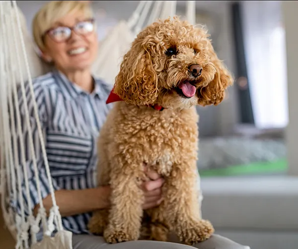 Joyful living space featuring a cozy armchair, bright natural light, and a charming dog wearing a red bandana.