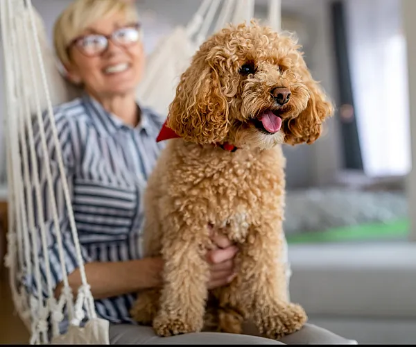 Bright and cozy apartment with happy dog on swing chair, showcasing a pet-friendly environment.