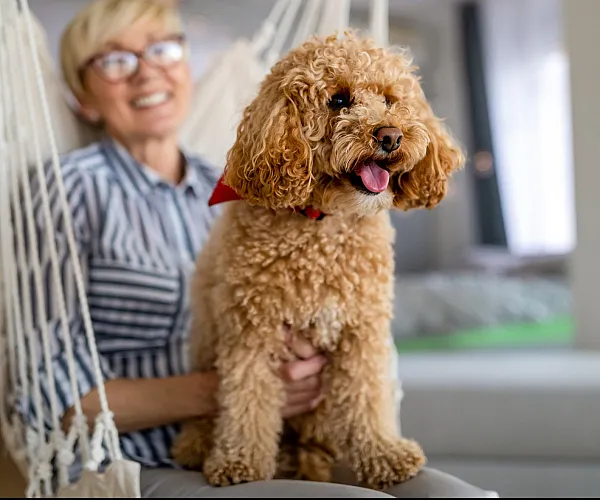 Charming apartment interior with a joyful ambiance, featuring a cozy hammock and an adorable curly dog enjoying a sunny day indoors.