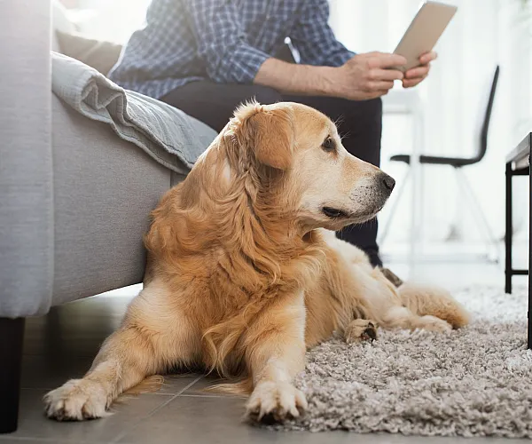 Cozy living space showcasing a golden retriever relaxing on a plush rug beside a stylish modern couch.