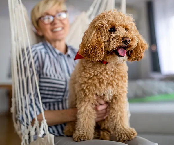 Cozy living space featuring a joyful curly-haired dog wearing a red bandana, sitting on a hammock with a smiling person in a modern apartment.