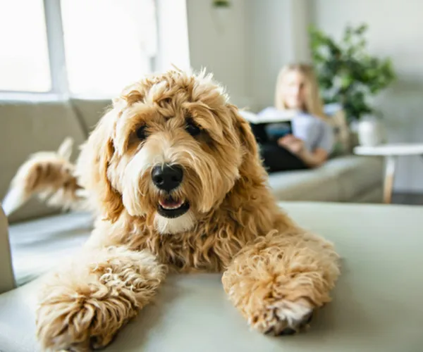 Cozy living room featuring a fluffy dog lounging on a chic sofa, with a relaxed atmosphere perfect for downtime.