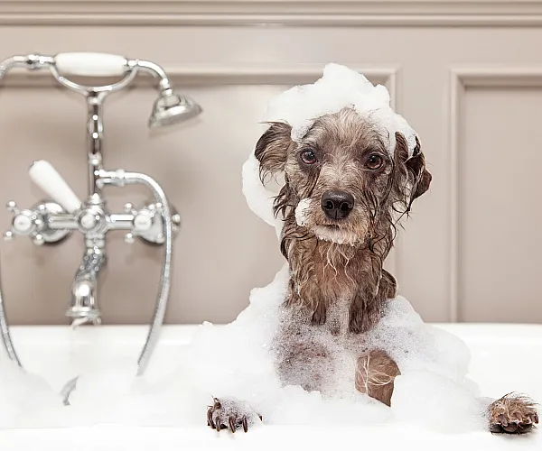 Adorable dog enjoying a bubble bath in a stylish bathroom, showcasing elegant fixtures and playful charm.
