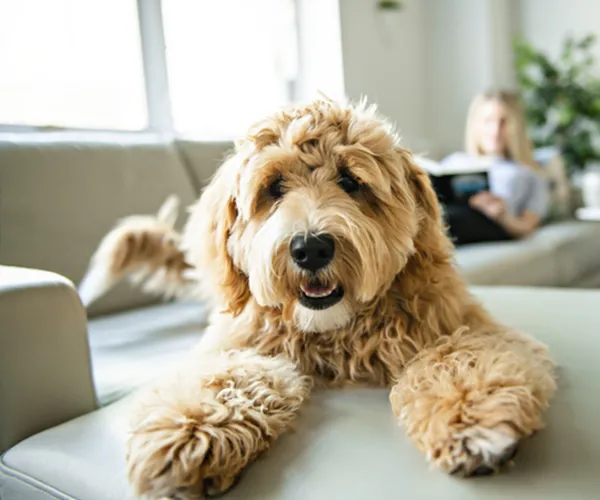 Cozy living room featuring comfortable seating and a cheerful dog, creating a welcoming and homely atmosphere.