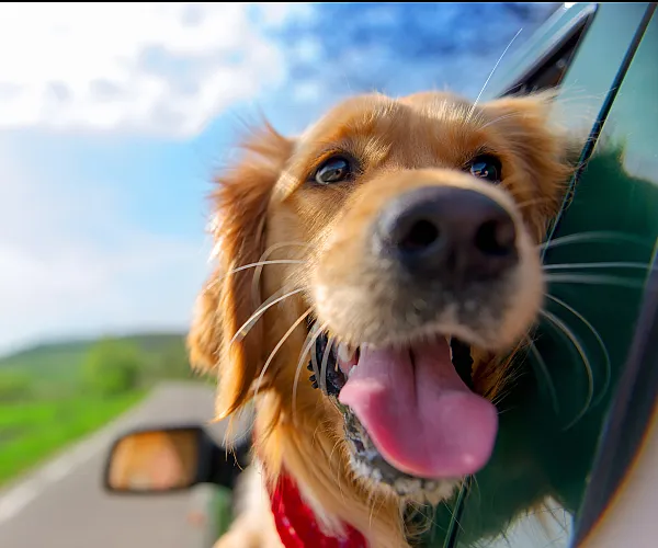 Joyful golden retriever enjoying a sunny day with its head out of a car window, tongue out, against a scenic countryside backdrop.