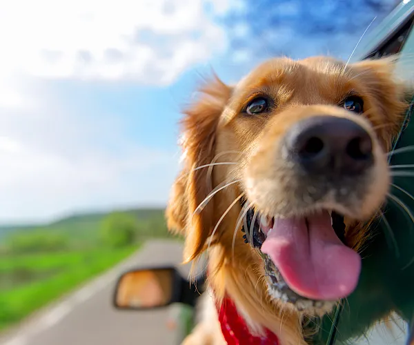 Joyful dog with its head out of a car window, enjoying a sunny drive through scenic countryside.