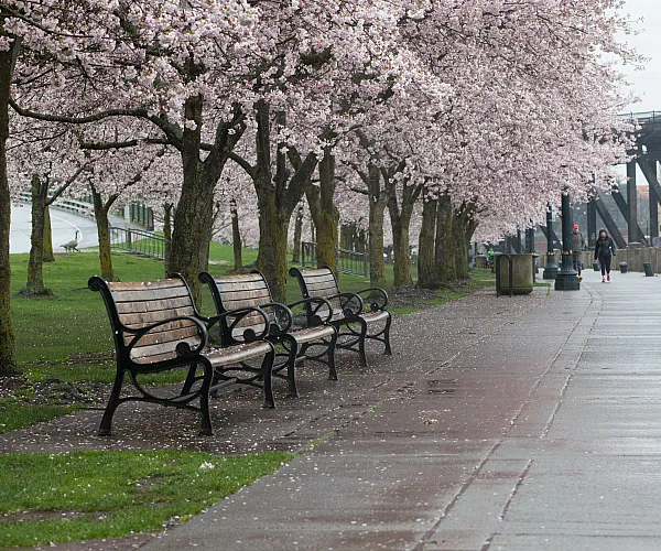 Scenic park walkway lined with vibrant cherry blossom trees and inviting benches, perfect for a tranquil stroll.