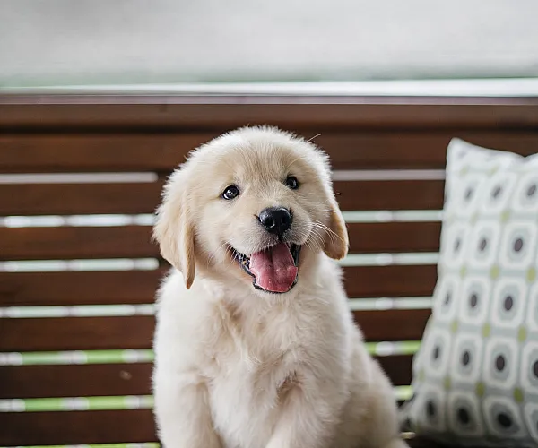 Adorable golden retriever puppy sitting happily on a wooden bench with a colorful patterned cushion, creating a cozy and inviting atmosphere.