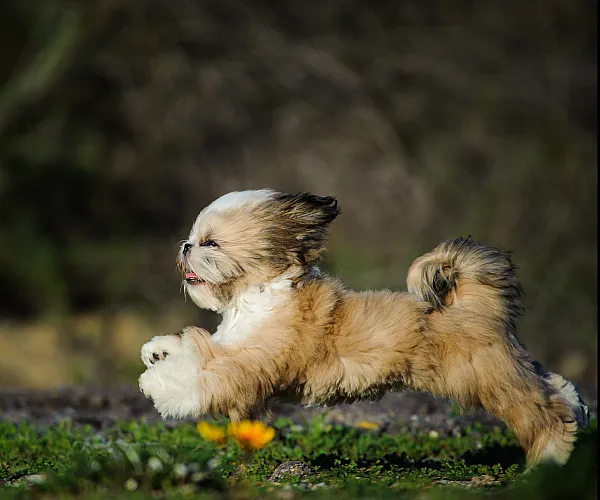 Waterline - Fluffy Dog Running