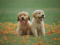 Understanding the impact pets make on a community-image