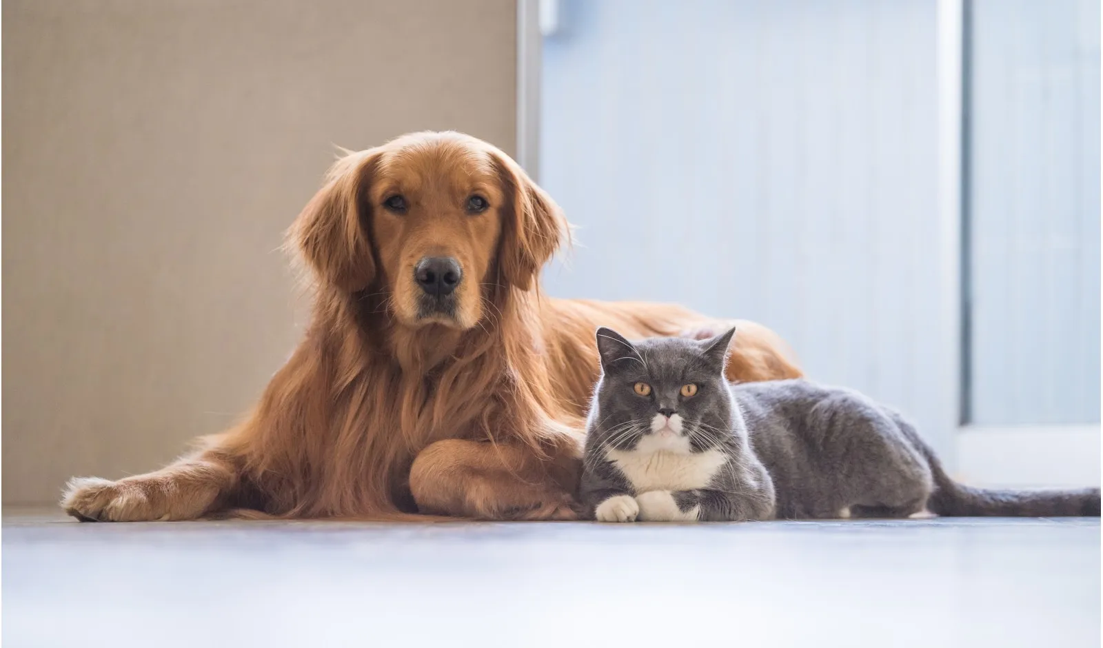 pet friendly